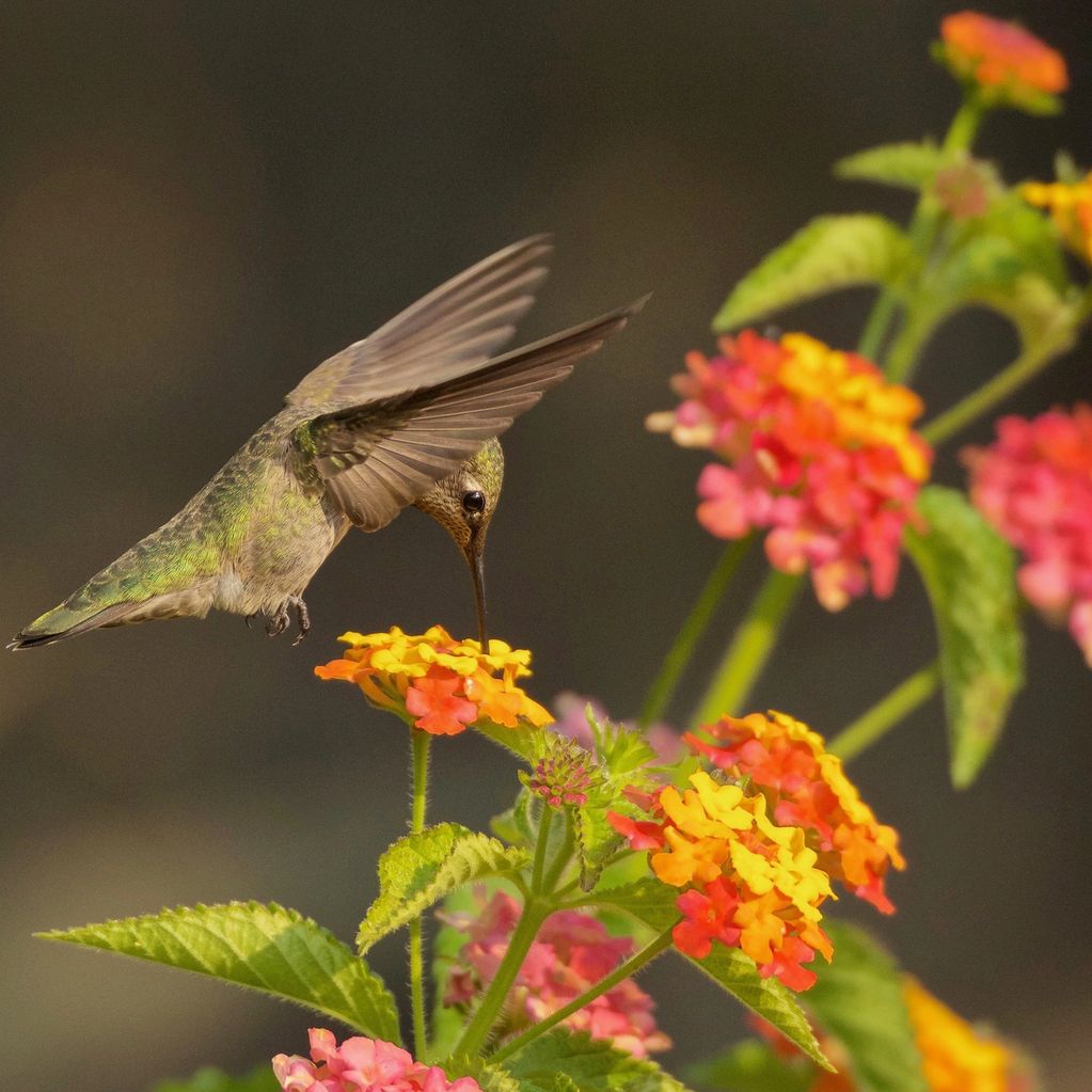 Image of an Anna's Humming Bird hovering & sipping nectar from pink & yellow Lantana  by Debbie Ames