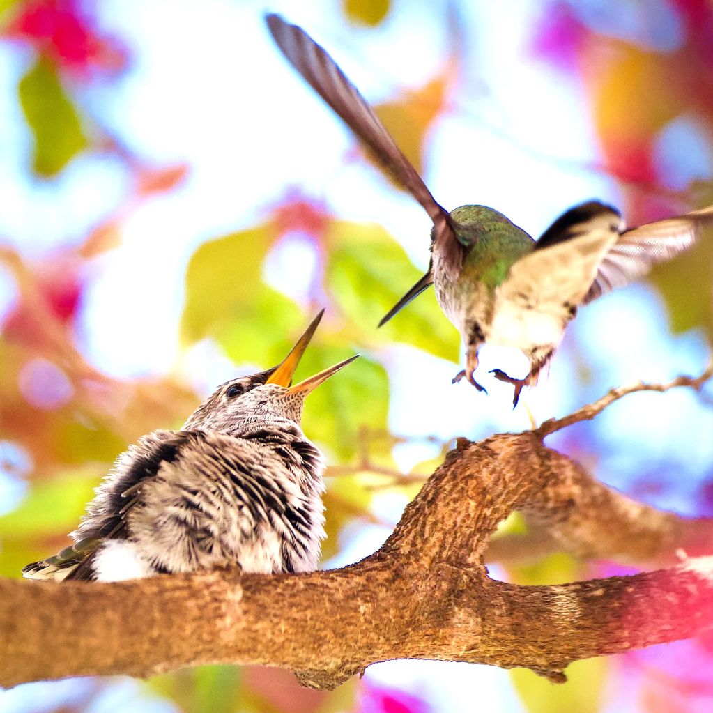 Image of an Anna's Humming Bird  Mom feeding her fledgling in a tree by the Napa Riverfront.