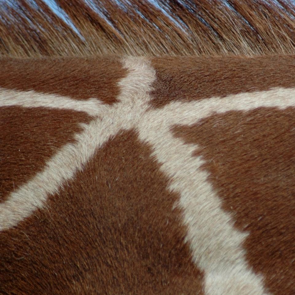 Close up on the neck of a giraffe.  The white markings for a 5 pointed star.  The image is named 