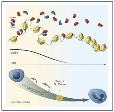 Epigenetic mechanisms | Gu Laboratory