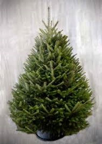 Fresh Cut Balsam Fir Christmas tree 