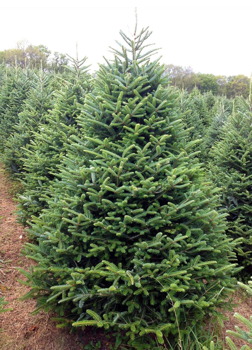 Fraser Fir Christmas Tree