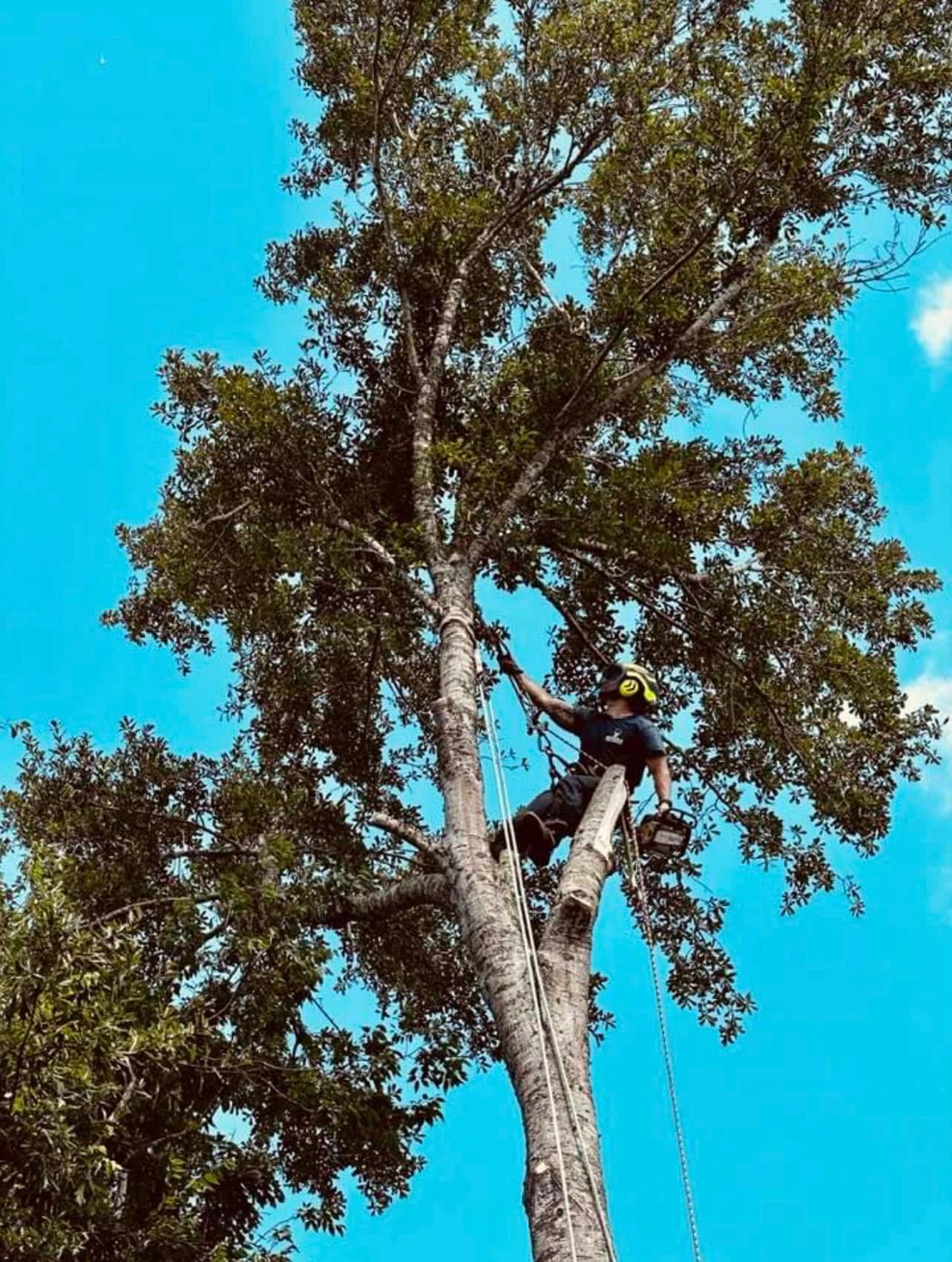 Tree Motring Mudge Tree Service - Tree Trimming, Root Removal