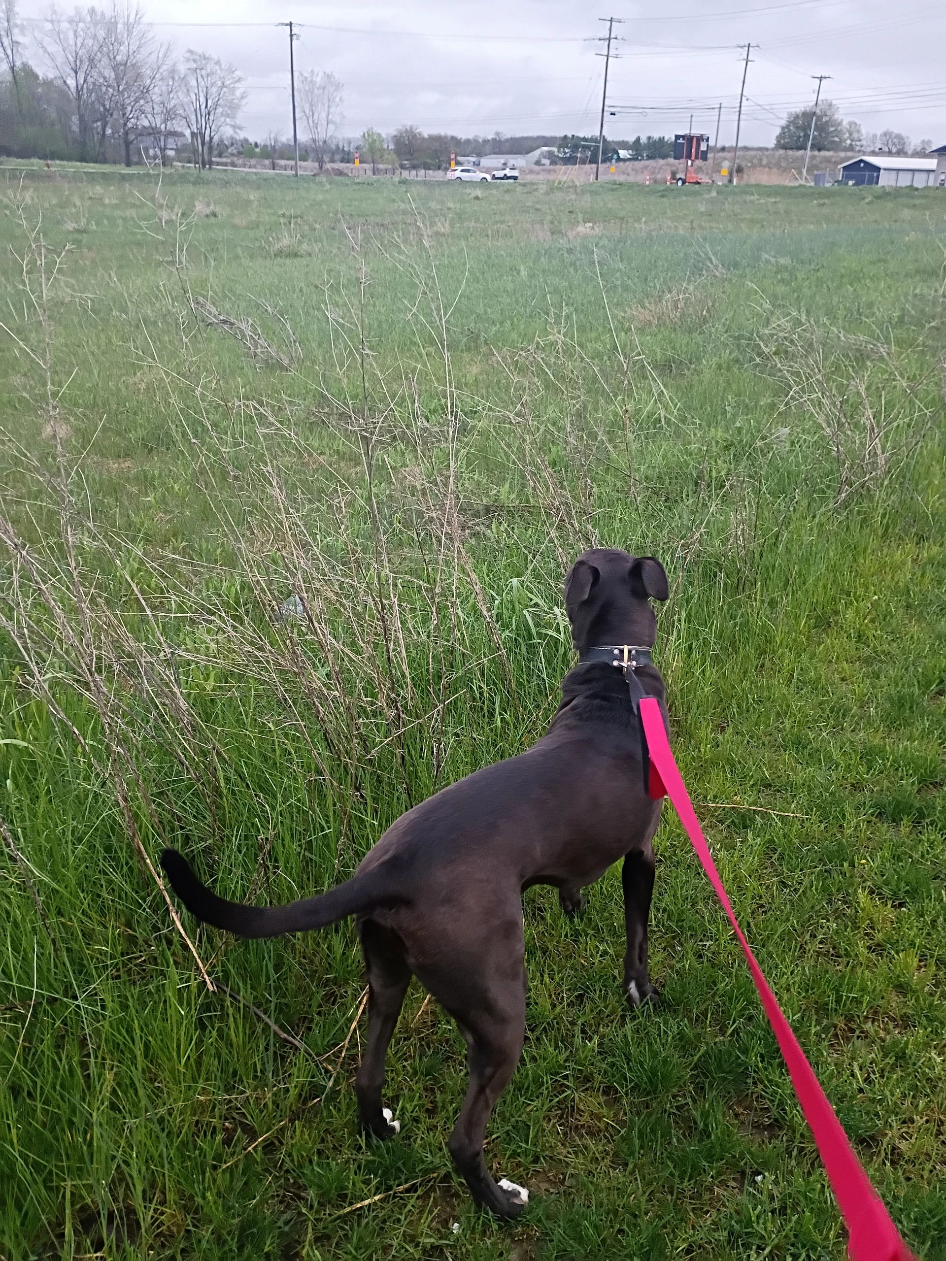 Black dog on a pink leash exploring a grassy field.