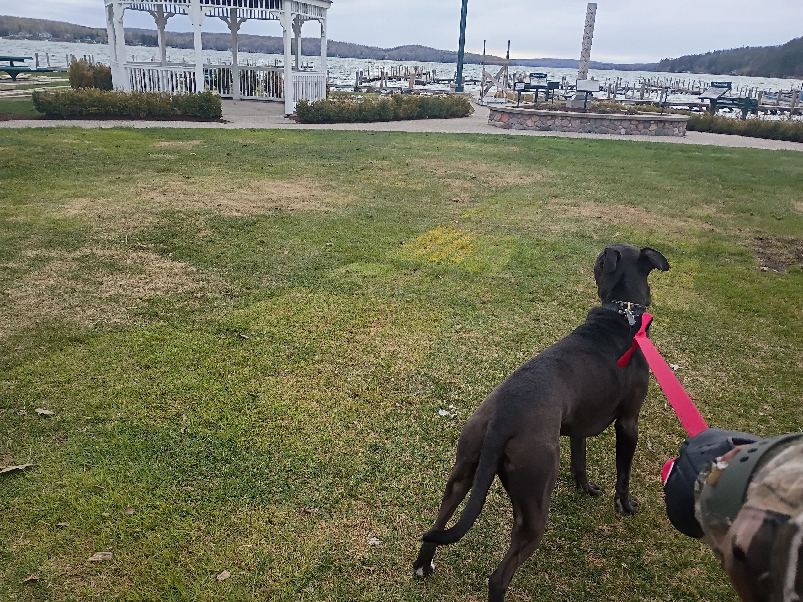 A black dog on a red leash walking on grass near a waterfront.