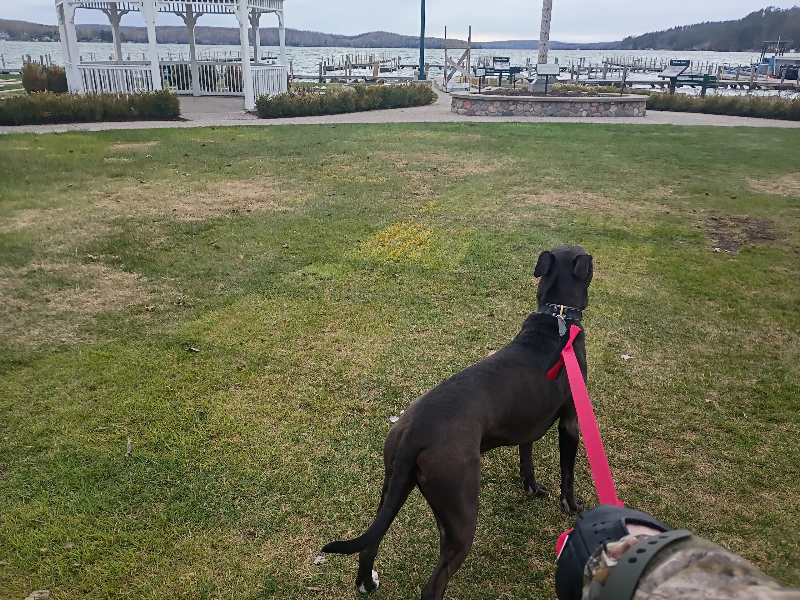Black dog on a red leash walking on grass near a waterfront.