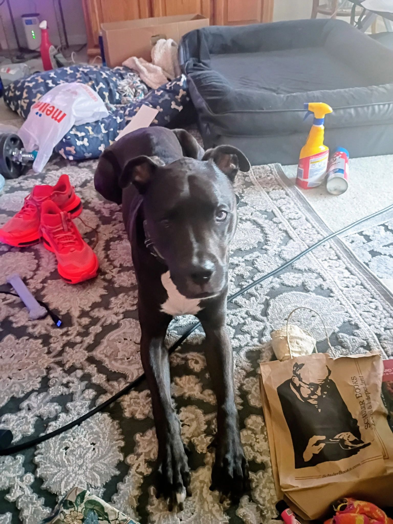 Black dog lying on a patterned carpet surrounded by various household items.