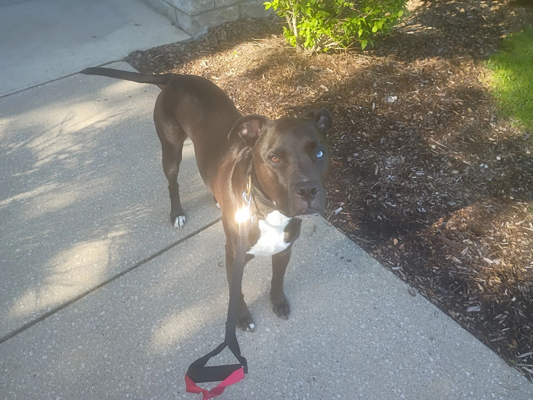 Black dog with heterochromia standing on a sidewalk.