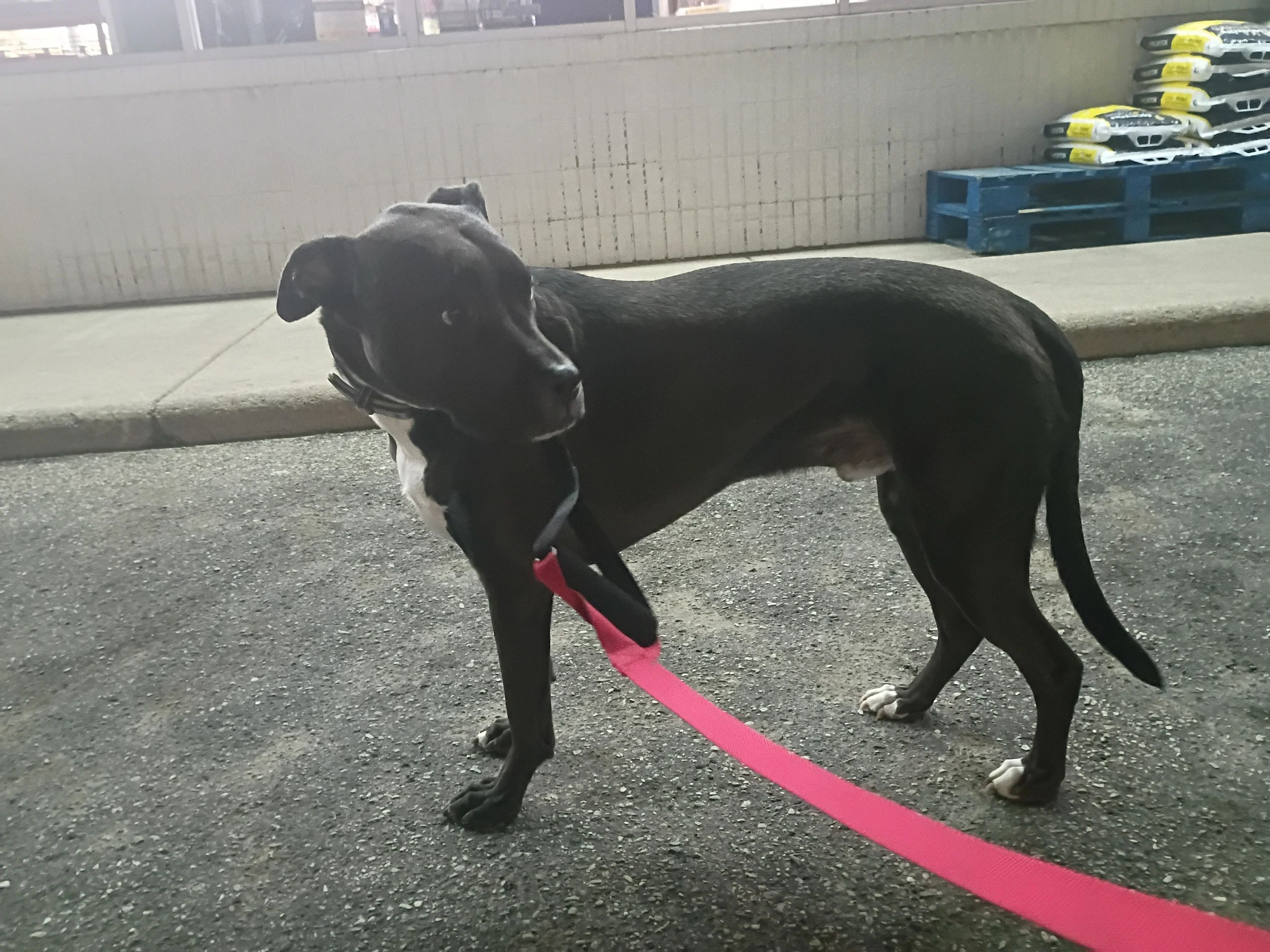 Black dog on a pink leash standing on pavement near a building.