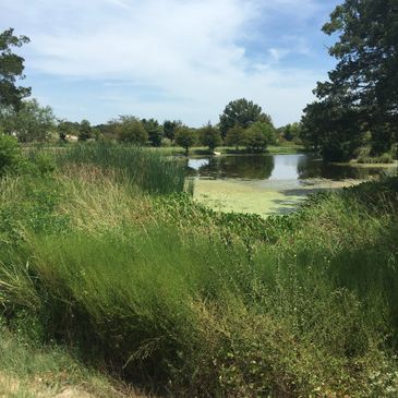 Aquatic Vegetation Management