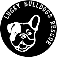 Lucky Bulldogs Rescue