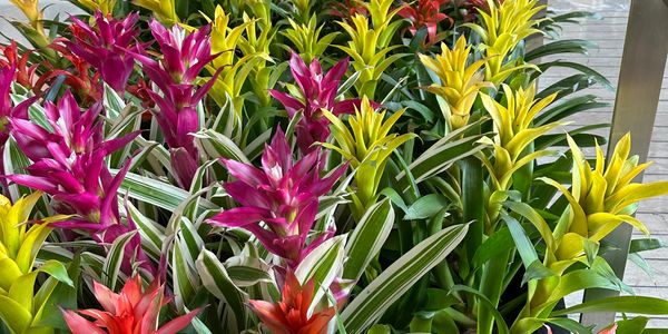 Bright colorful bromeliad plants in a garden center.