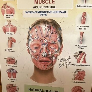 Diagram of facial and body muscles for Korean medicine acupuncture seminar.