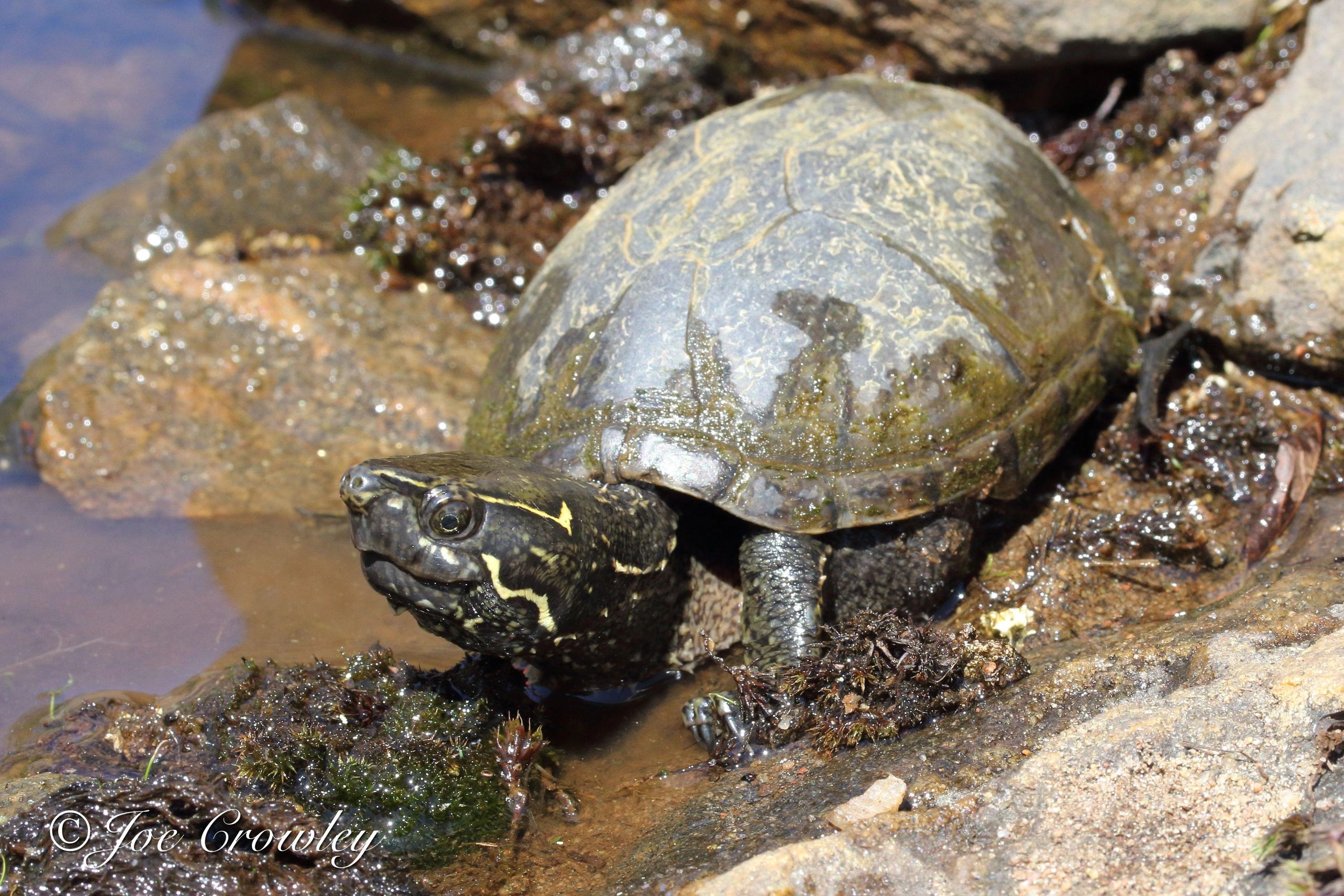 eastern musk turtle