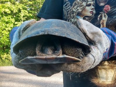 Help Turtles Across Roads