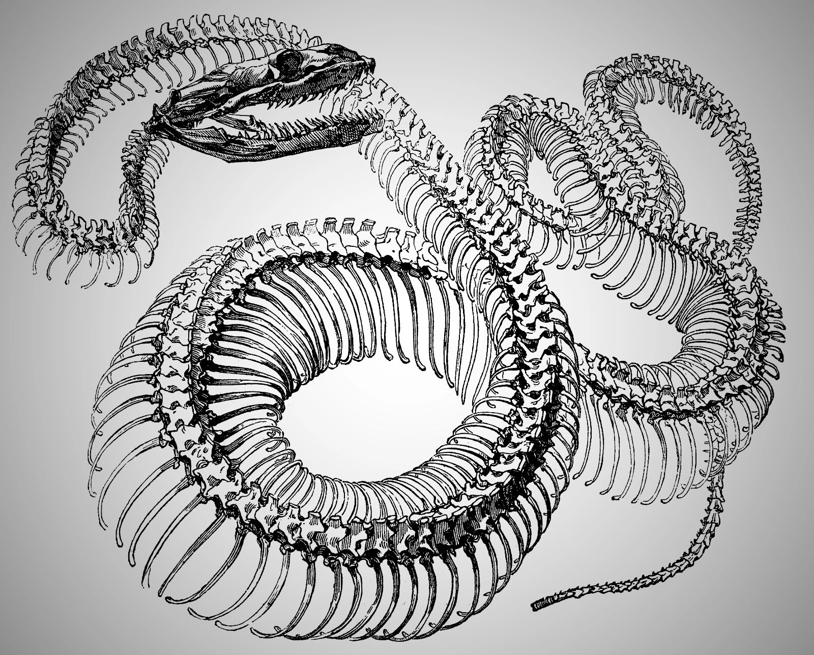 Dr. Hanna Acupuncturist Asheville NC