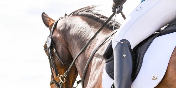 Close-up of horse and rider in equestrian gear.