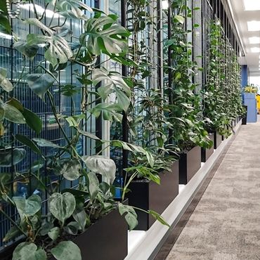 Fytogreen aluminium planters demonstrate versatility to office greenery.