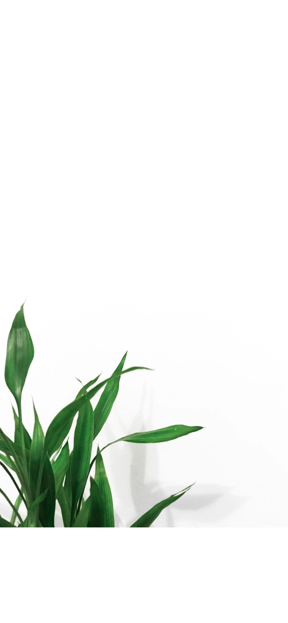 expert-treatments-in-cofton-hackett-carmelle-lea-beauty-clinic