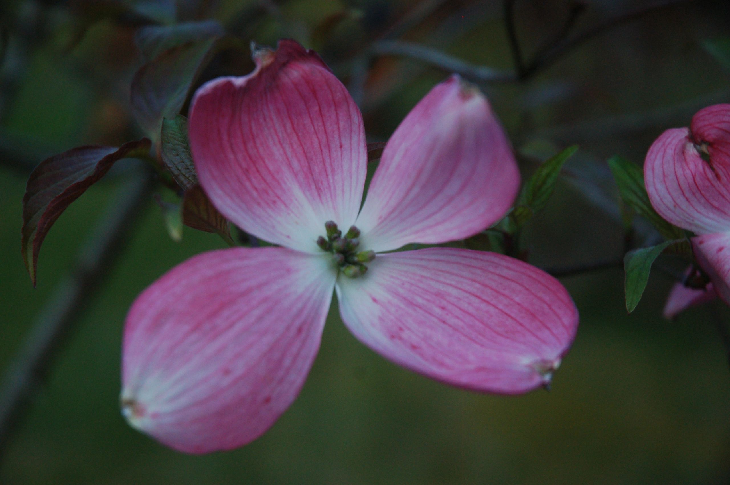 Apple Blossoms in April