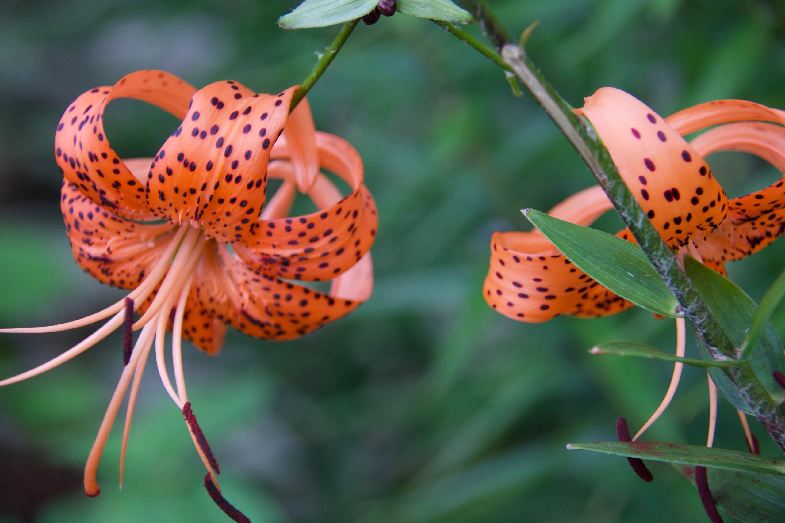 orange tiger Lillies