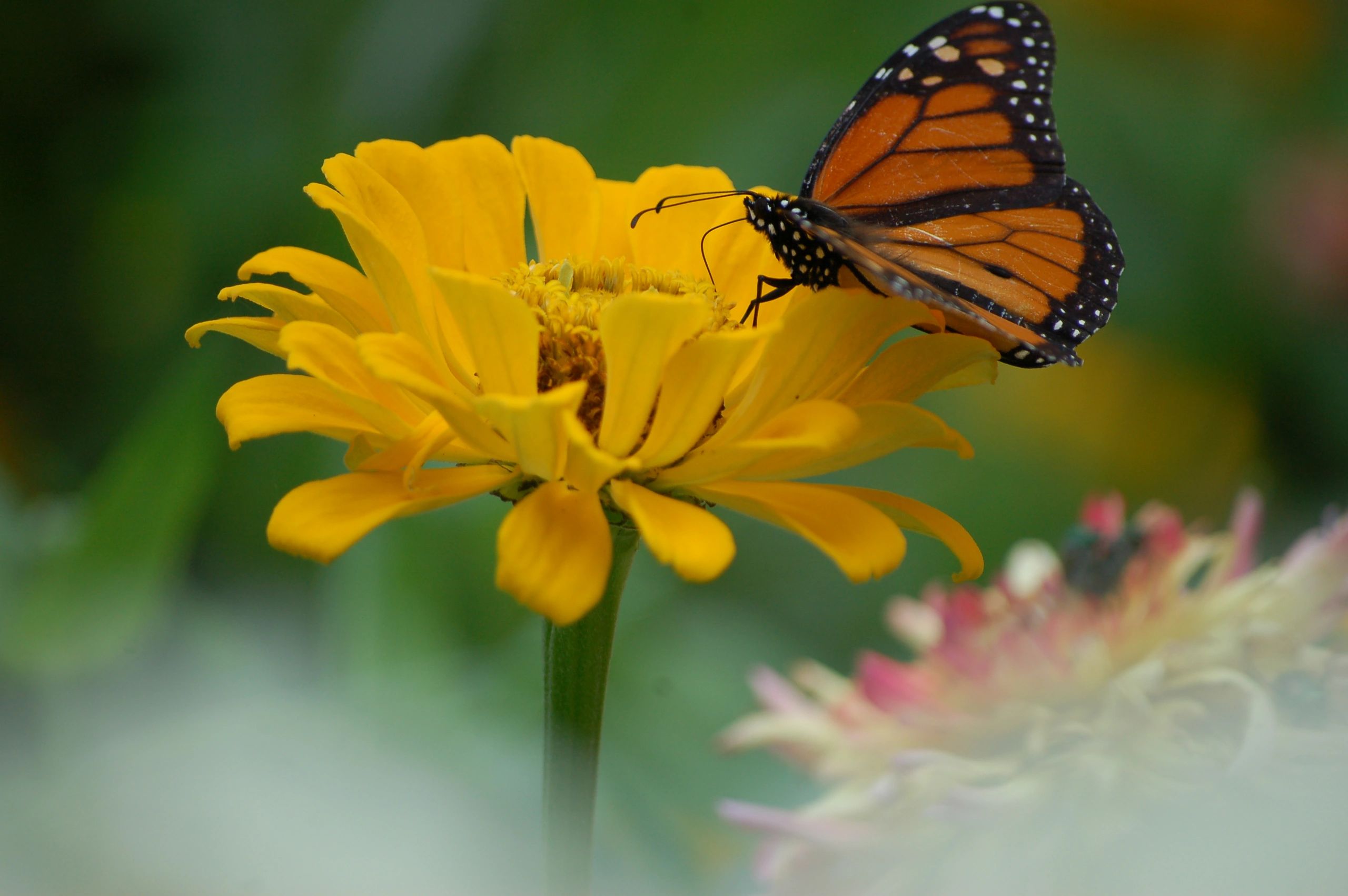 monarch butterfly resting on flower