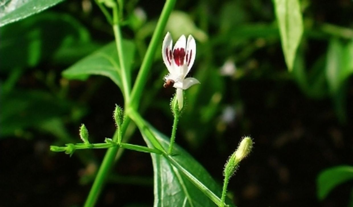 The Andrographis plant, a typical ingredient in TCM, which contains the antiviral Andrographolide.