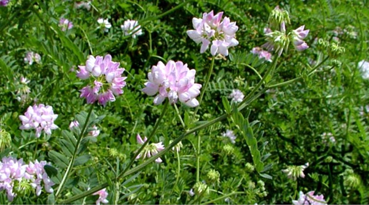 Image of Astragalus flowers growing in the open, the source of the widely used TCM herb Astragalus.