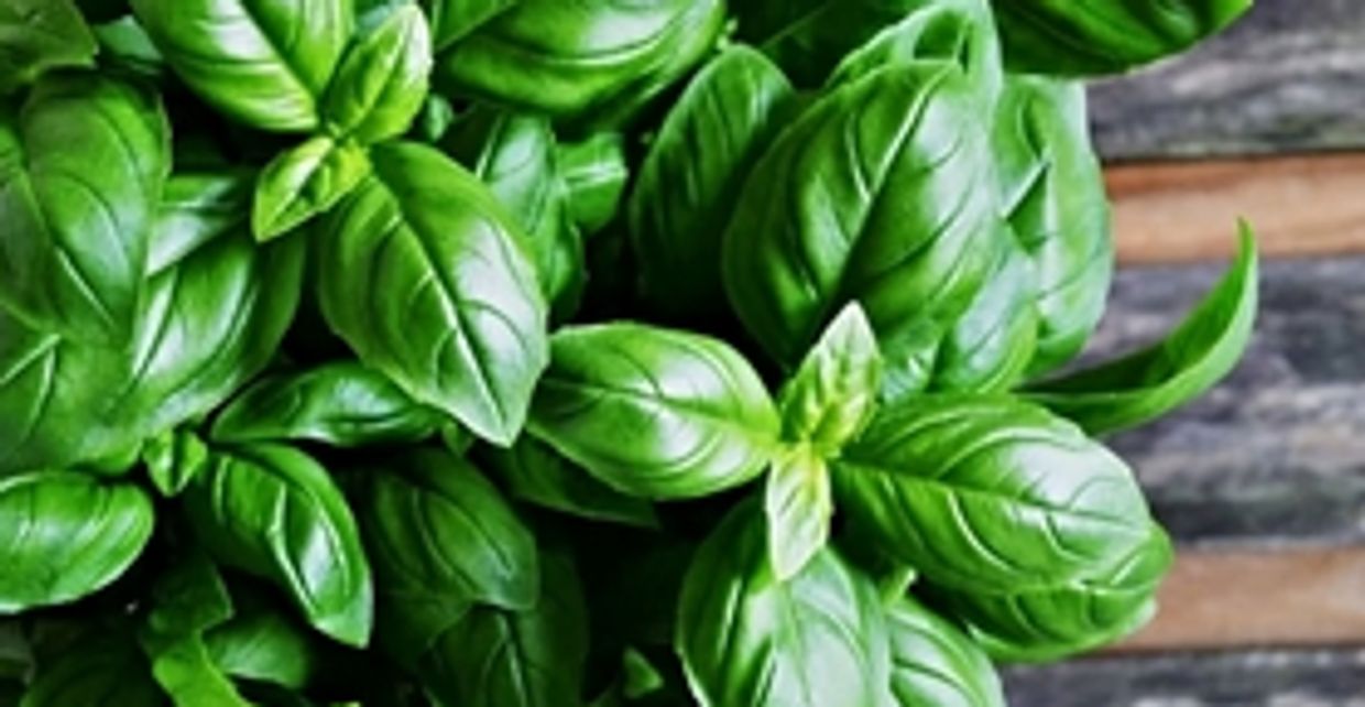Leaves of the common Basil plant, which, like Tulsi (Holy Basil) contains some dietary antivirals.