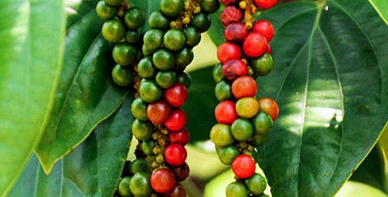 Fresh peppercorn before being picked, which contain the significant anti-viral ingredient Piperine.