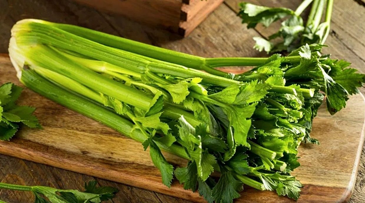 Fresh stalks of celery in a bunch, one vegetable with a significant amount of flavonoid Apigenin.