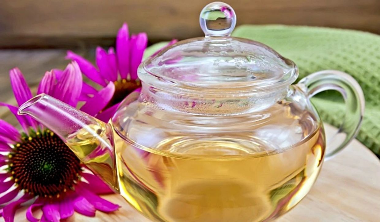 An image of a pot of Echinacea tea - a commonly used dietary antiviral and immune-system enhancer.