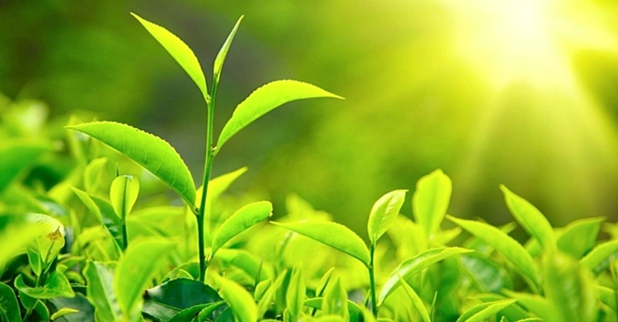 Leaves of green tea - containing EGCG, a known antiviral ingredient - growing in the open in the sun