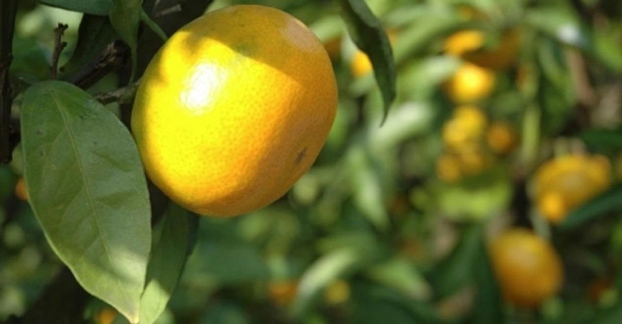A large lemon hanging from a tree, one citrus fruit that contains the flavonoid Hesperidin.