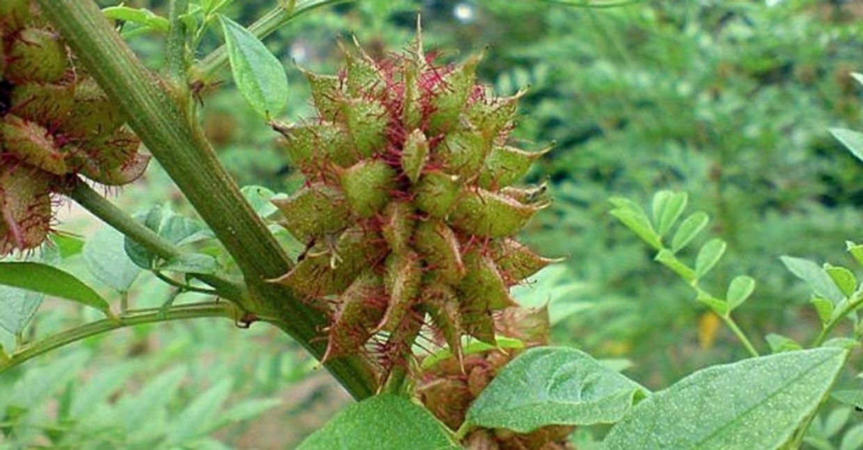 An image of the Liquorice plant, from which the anti-viral dietary ingredient Glycyrrhizin derives.