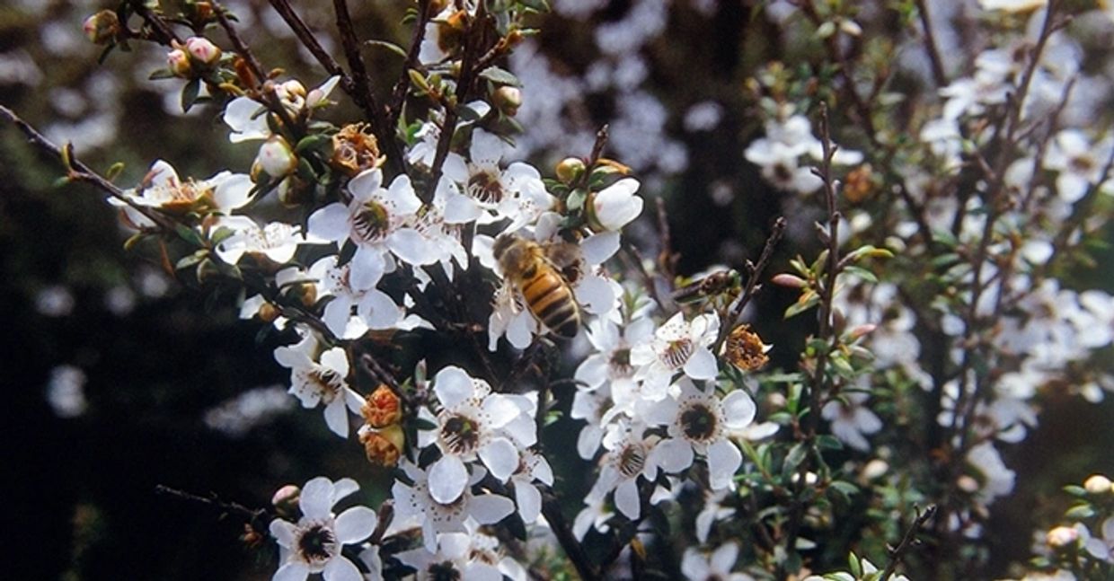 Image of a bee on a Manuka tree, source of the most bioactive Honey, New Zealand's 'Manuka Honey'.