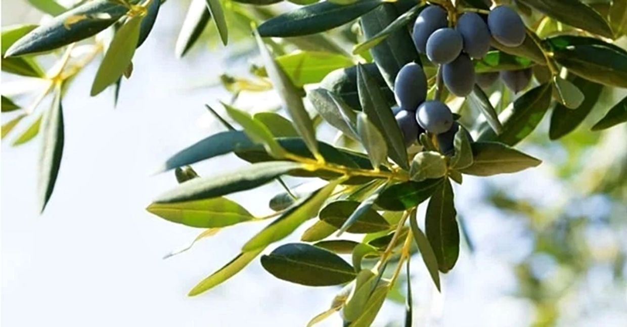 Image of branches of an olive tree, with olive leaves & olive fruit hanging from it, both antivirals