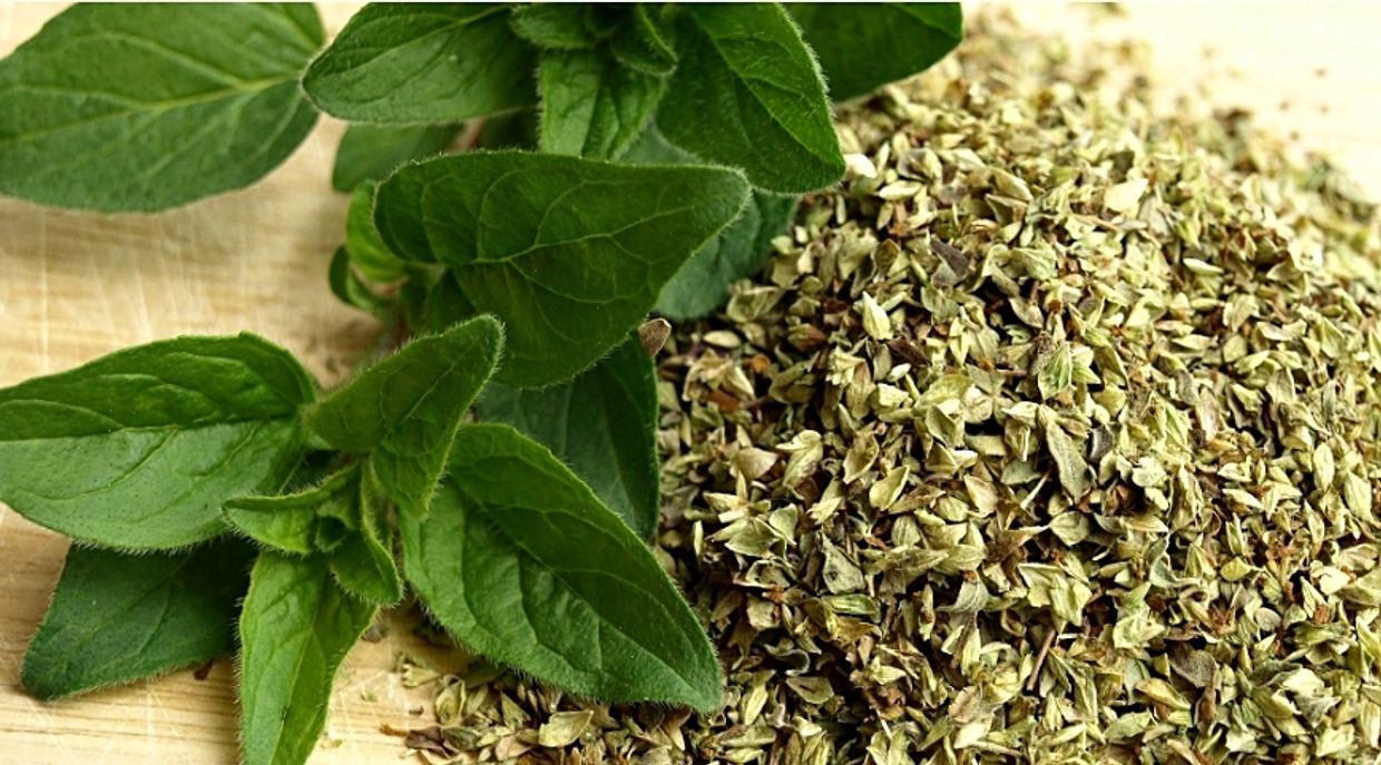 Image of Oregano plant and dried shredded Oregano, a potent, effective anti-viral dietary ingredient