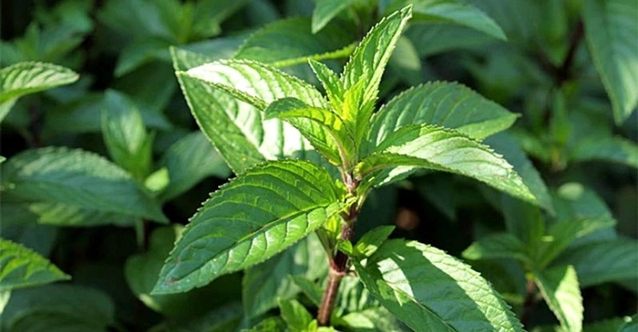 Stalk and leaves of the peppermint plant, which contains a number of anti-viral phytochemicals.