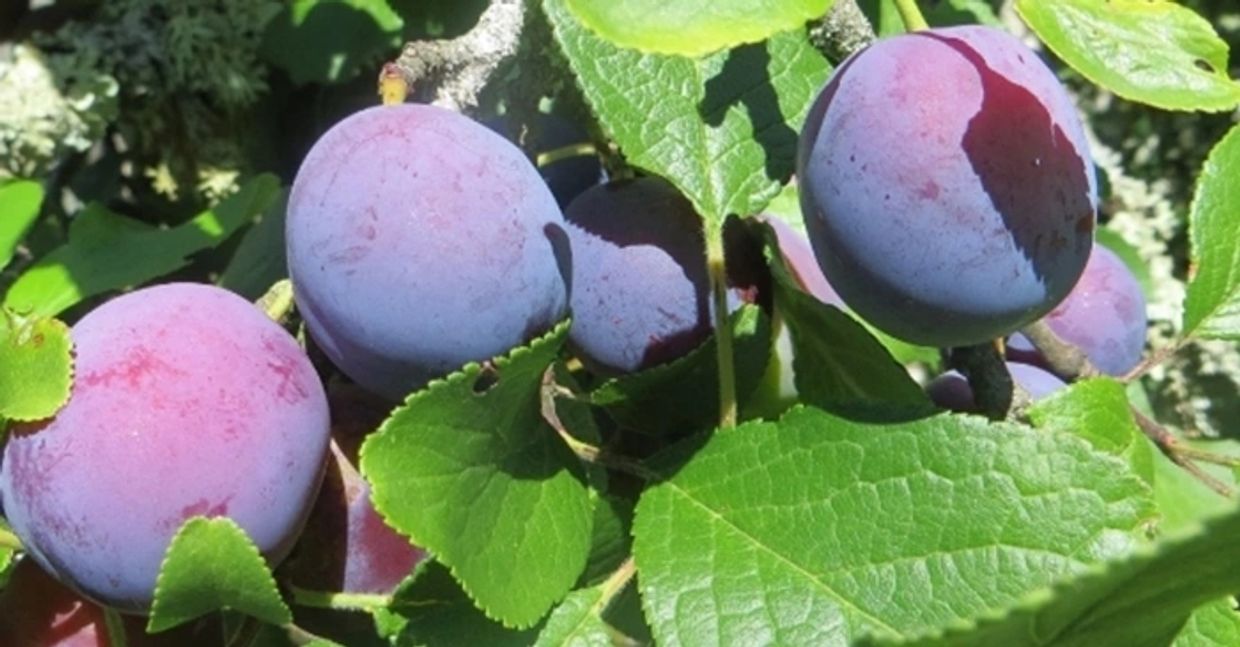 Image of plums on a tree, one of the fruits that contains the flavonoid dietary ingredient Rutin.