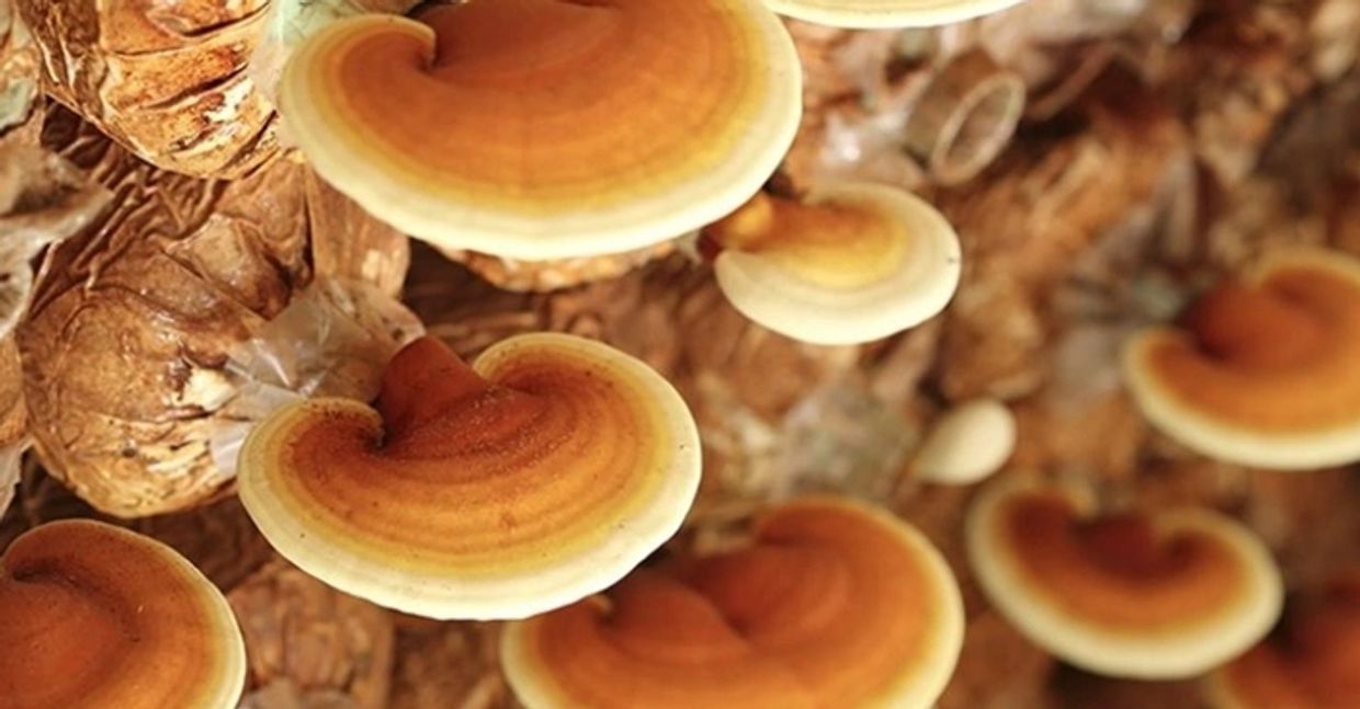 A quantity of Reishi mushrooms growing near base of a tree, a mushroom containing natural antivirals