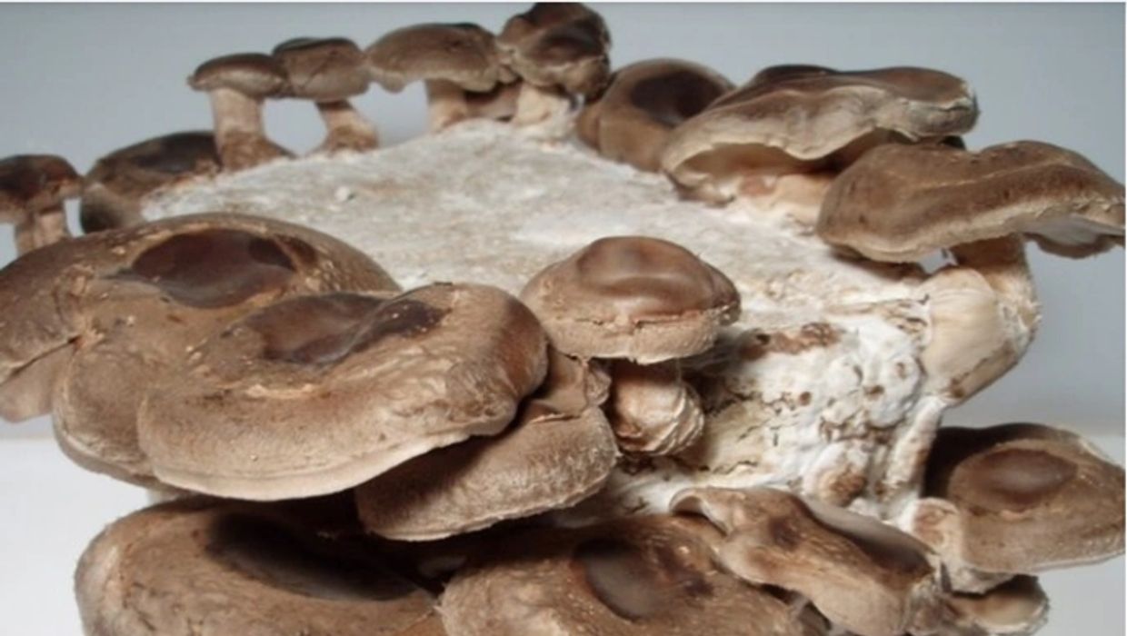 A large cluster of Shiitake mushrooms, a food source that is rich in Beta Glucans.