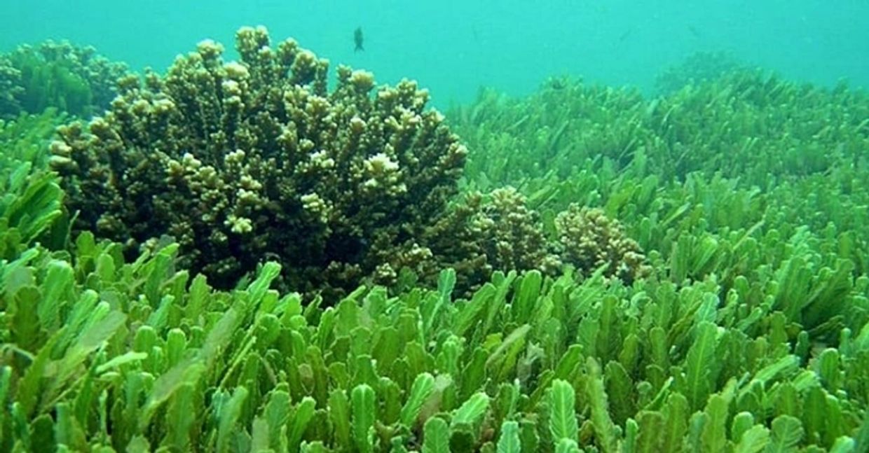 Image of some Algae plants underwater, which contain the potent anti-viral phytochemical 'Spirulina'