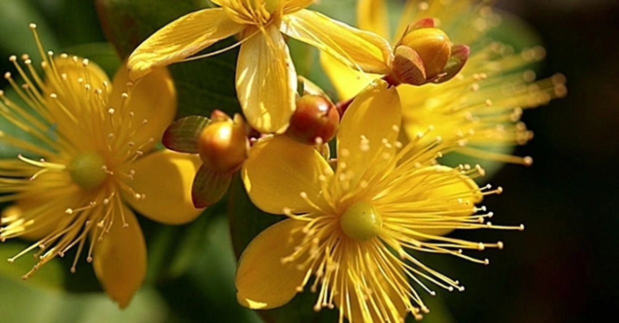 Image of the flower of 'Hypericum Perforatum' - AKA St. John's Wort - which has anti-viral effects.