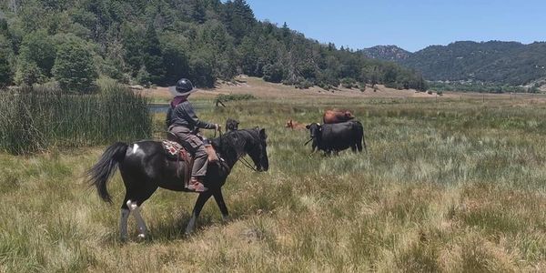 Man on a horse herding cattle.