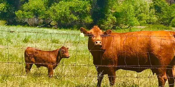 Adult cow and calf