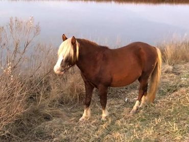 A wild pony near Chincoteague, Virginia.