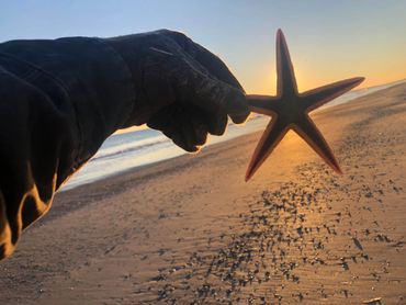 Starfish found on Emerald Isle, North Carolina