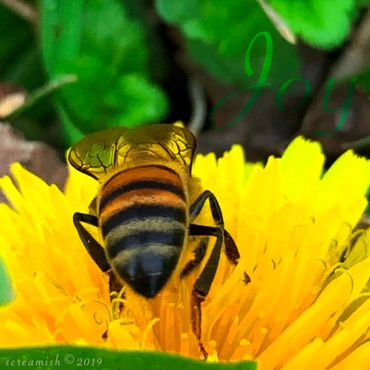 Honey Bee butt on Dandelion flower