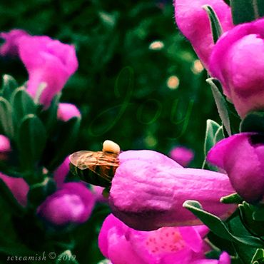 Honey Bee with large pollen sacs burrowing into a Texas Sage Bush flower